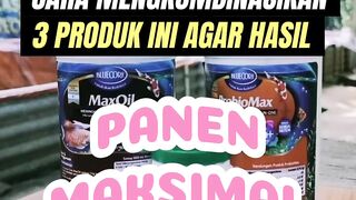 Cara agar hasil panen lele maksimal FCR rendah SR tinggi