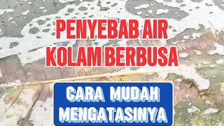 Kolam BERBUSA ini penyebab dan cara mengatasinya