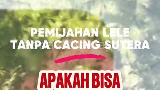 Pemijahan lele tanpa cacing sutera Apakah bisa❓️