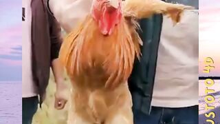 Ternyata Ini Alasan Kepala Ayam Selalu Diam versi PLUSTOTO4D