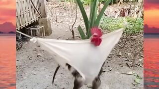 ayam mana bisa nyasar kesitu?