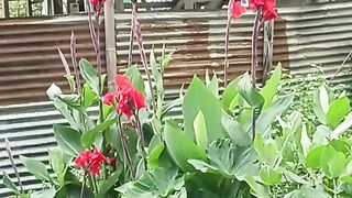 Flower video 3