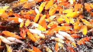 ঢাকার ৩০০ ফিটের Fish Lagoon