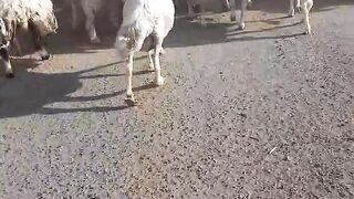 অসাধারণ ভেরার পাল