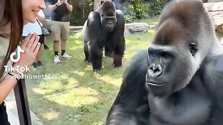 Monkey Funny Video 6