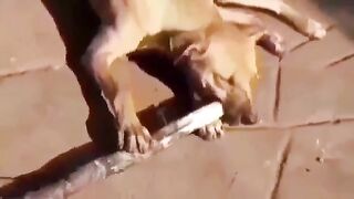 Dog eating sugar Kane