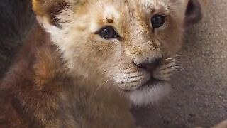 The lion king 2