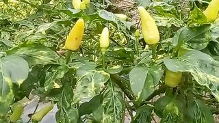 Cabai terpedas di dunia #cabai #cabe #pertanian ,tanaman,