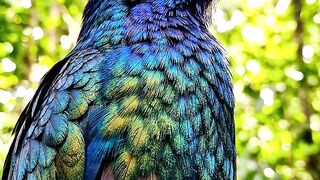 Amazing Birds 🕊️