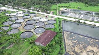 Beginners Guide in Shrimp Farming, a Multi Million Farming Business