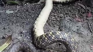 Watch the most viral snake videos and surprising facts of 2026