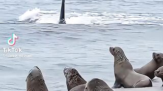 orcas hunt seal on beach