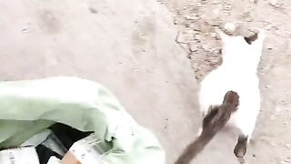 meong 2