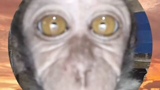 Monkey 40
