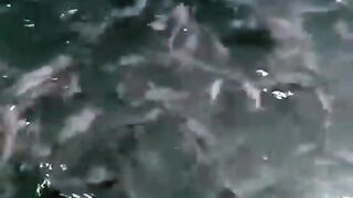 Organic catfish cultivation using the Kocor Ringan system