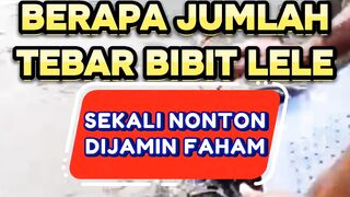 Berapa jumlah tebar bibit lele segmen pembesaran