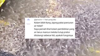 Cetak jutaan ekor bibit lele dengan syatem KOCOR