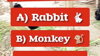 which animal can sleep standing up?