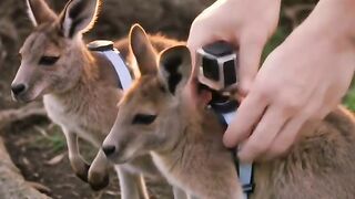 Kangoroo's party
