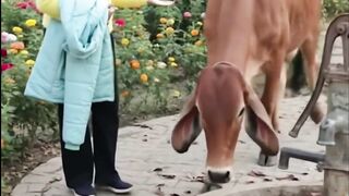 My new video 35