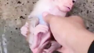 She Saved A Motherless Baby Monkey 😭❤️ #Rescue #Shorts