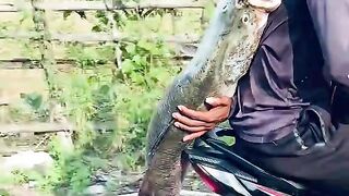 Monster fish