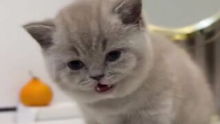 This Tiny Kitten Just Realized Something Heavy.