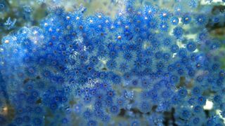 Blue Star Polyps Coral Colony Waving Underwater in Aquarium 4K