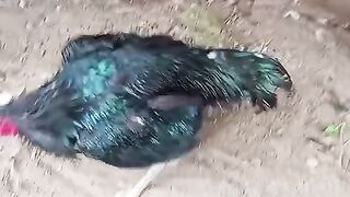 Desi kukar