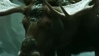 Giant Wild Moose Begs Woman to Save His Trapped Baby 2