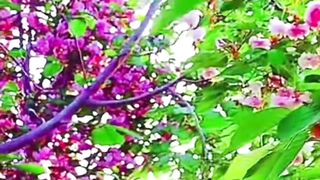 Beautiful nature 343