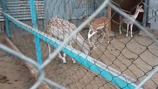 Deer in Taif