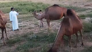 Camel in Taif