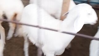 Sheep 6
