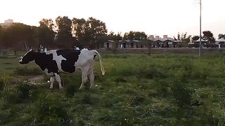 Cow in the farm