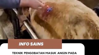 sapi masuk angin