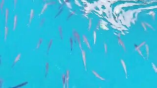 Sport Fishing: Catching Thousands of Fish!