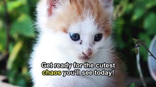 Funny Cute Cat Playing