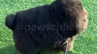 Fluffy little puppy