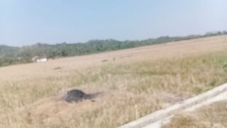 Through the rice fields