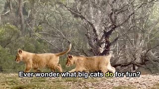 Big Cat Playing 🐯🐾
