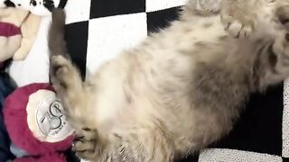 kucing 30