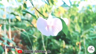 Video Cinematic Alam Yang Indah