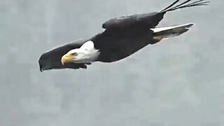 Did You Know These Unknown Facts About Bald Eagle?