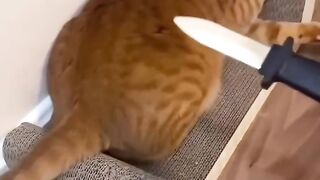 A collection of very cute cat videos