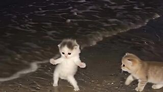 Beautiful cute cats 🤩❤️😍🤩❤️😍😁