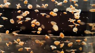 Hundreds of Baby Jellyfish Floating in Aquarium Tank 4K Vertica