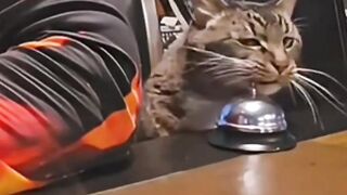 Try Not To Laugh: Hungry Cats Edition