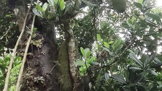 Jackfruit in the month of July