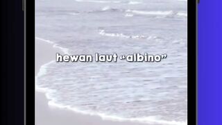 Hewan Laut Albino Gemes Banget! 🤍🌊 #albino  #hewanlaut  #ocean  #cuties